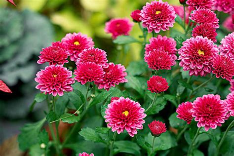 How to Grow Hardy Mums in Your Garden for Long-Lasting Fall Color | Better Homes & Gardens