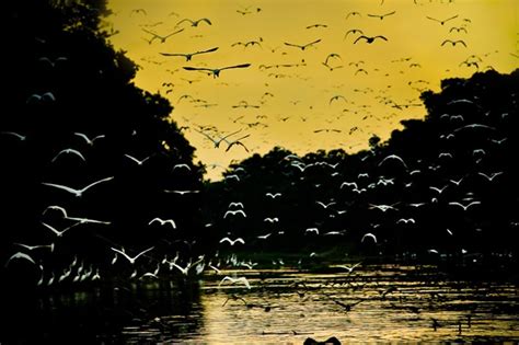 thousands of birds flying on the Amazon River in Peru | Travel photography, Diverse landscape, Peru