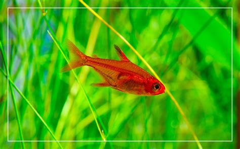 10 Cherry Shrimp Tank Mates - List of Compatible Species