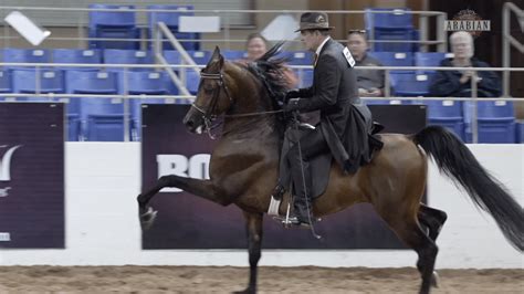 SCOTTSDALE - ARABIAN HORSE SHOW 2023 - Arabian Insider