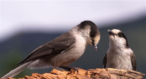 The Camp Robber Bird: A Fascinating Food-Snatcher – Nature Blog Network