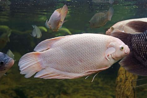 Giant Gourami Care Guide: Size, Behavior, Diet, And More - Aquariadise