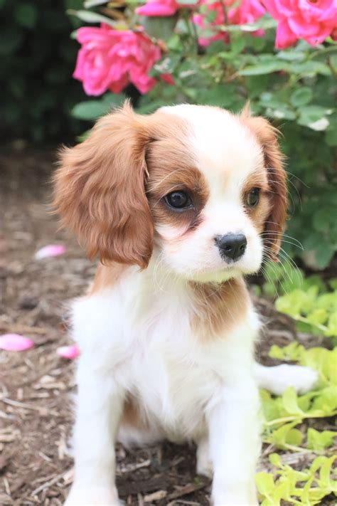 Cavalier King Charles Spaniel Studs | Lancaster Puppies