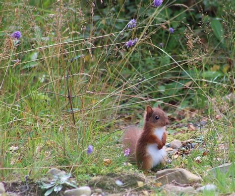 Baby Red Squirrel | Flickr - Photo Sharing!