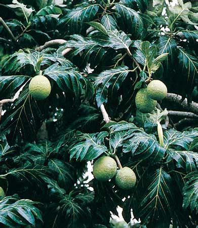 Breadfruit | Description, History, Cultivation, & Uses | Britannica