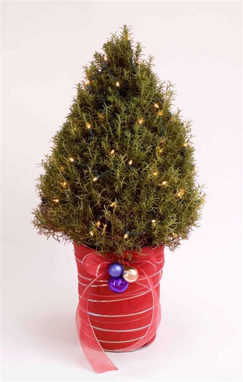 Rosemary Christmas tree 🎄🌿 Caring for your festive centerpiece!