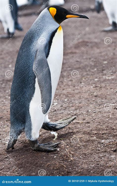 King penguin male stock image. Image of fauna, penguin - 30101259