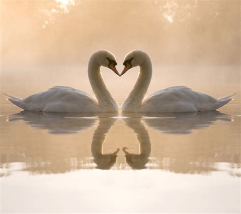 Free Always 4 You: 20 Amazing animal Kisses