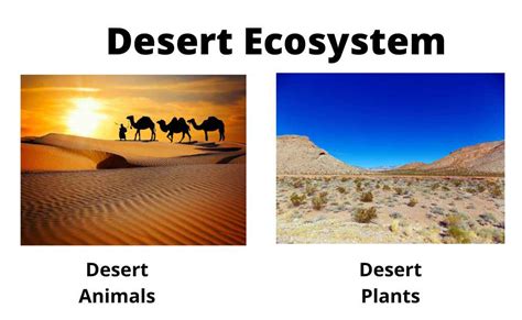 Desert Biome Animals Adaptations