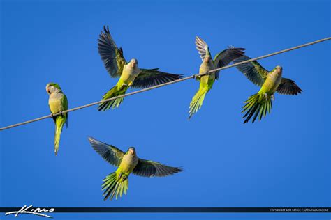 Parrots in Flight Landing on Wire