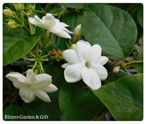 Jasmine are one of the most fragrant houseplants, our Jasmine are no ...