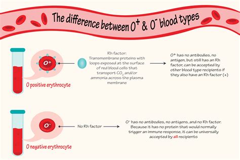 The difference between O positive and negative blood types 7165610 ...