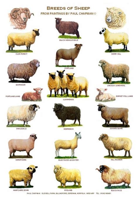 A4 Posters. Breeds of Sheep 2 Different Posters - Etsy UK | Sheep ...