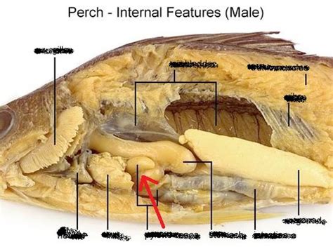 perch anatomy Flashcards | Quizlet