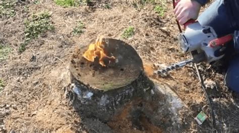 The Easiest Way To Remove A Stump. This Procedure Is Efficient And Safe ...