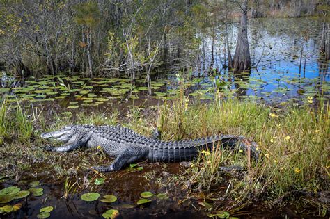 Okefenokee Swamp