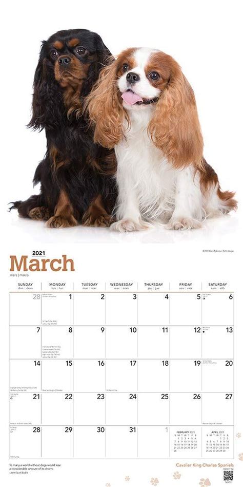 2021 Calendar Cavalier King Charles Spaniels Square Wall by Browntrout ...