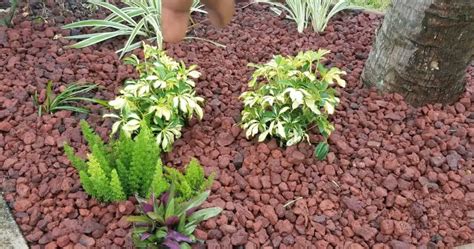 How to Clean Lava Rock Landscaping: Simple Steps to Try - SkyeVibes