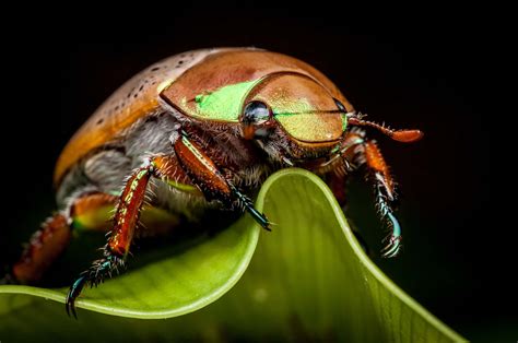 Christmas Beetle - A-Z Animals