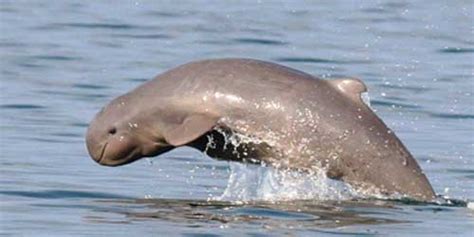 Irrawaddy Dolphin – Orcaella brevirostris - Aquatic Mammals