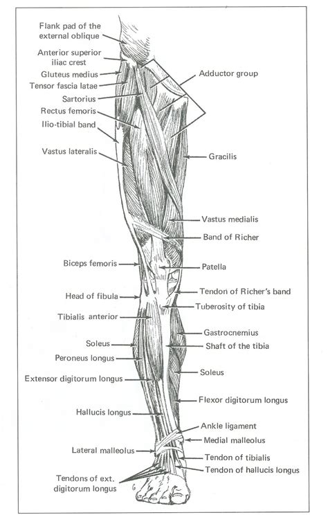 Life Drawing: Assignment #3: Leg Muscles