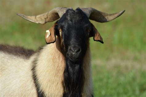 Our Spanish Goats – Duffy Livestock