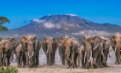 Top 5 Amboseli Lodges for Luxurious Tourist Accommodation - Bellasafaris