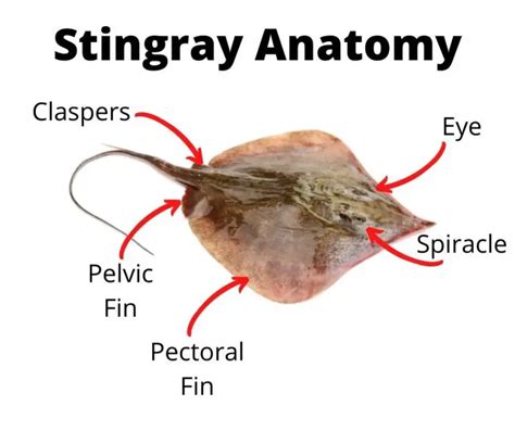 Stingray Facts for Kids - KonnectHQ