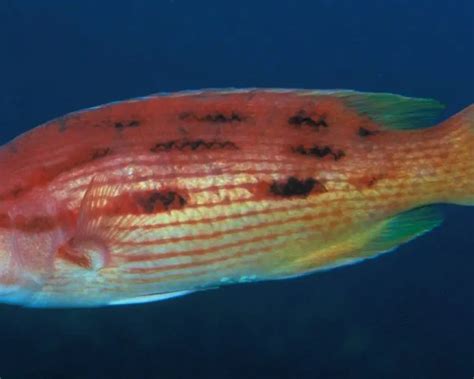 Red pigfish - Facts, Diet, Habitat & Pictures on Animalia.bio