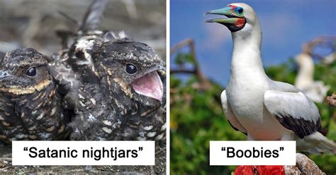 15 Birds With Weird Names and Their Pictures