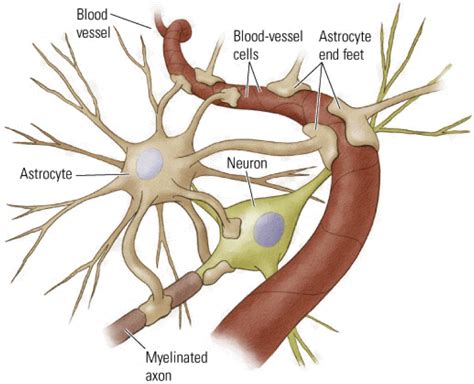 Astrocytes control synapse function