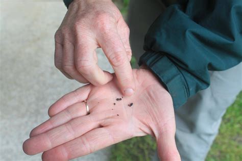 Black gold: Hunting bat guano at Northwest Trek for conservation study