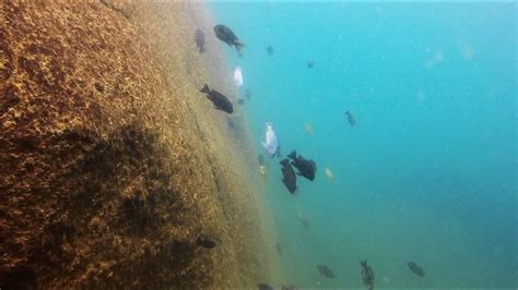 Kande Island Lake Malawi - African Cichlids - HD Underwater Footage - YouTube