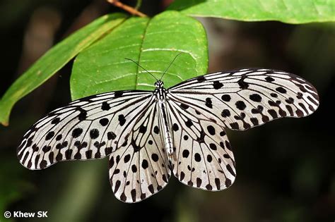 Butterflies of Singapore: Black and White