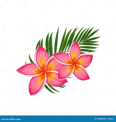 Plumeria, Summer Tropical Flower Stock Vector - Illustration of flower ...