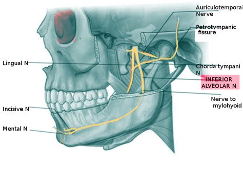 [Figure, Inferior Alveolar N Image courtesy O.Chaigasame] - StatPearls ...