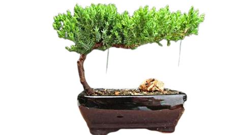 30 Types of Bonsai Trees (Indoor) With Pictures: Full Chart Bonsai ...