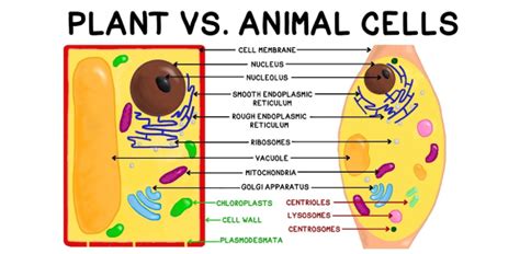 Cell Biology Test: Animal and Plant Cell Quiz | Attempts: 135595 - Trivia & Questions