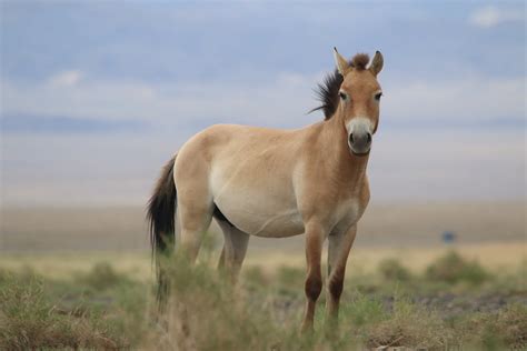 Takhi - The World's Last Wild Horse