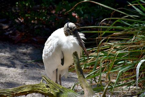 Getting Up Close and Personal at Homosassa Springs Wildlife State Park ...