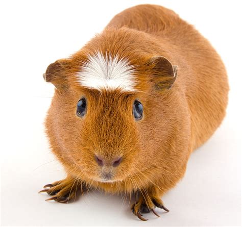 Guinea Pig Breeds