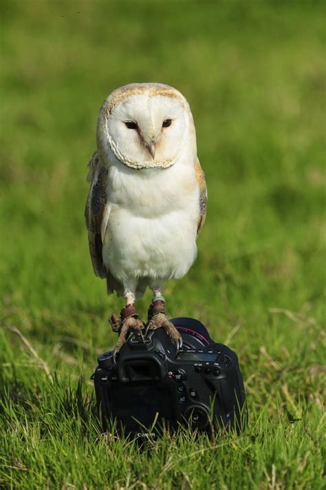 Shooting wildlife with the Canon EOS 70D - Park Cameras Blog