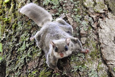 Woolly Flying Squirrel