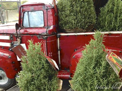 Botanic Bleu: A Red Truck with a Green Tree