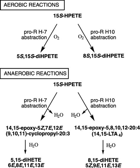 Comparison of the aerobic and anaerobic reactions of soybean LOX-1 with... | Download Scientific ...