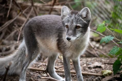 Arctic Fox Attentive in Summer Coat | Pet fox, Fox species, Arctic fox