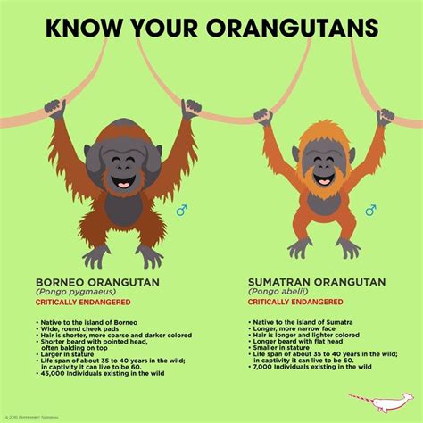 Pin by Sue Pate on Choose PALM OIL Free | Sumatran orangutan, Orangutan, Borneo orangutan