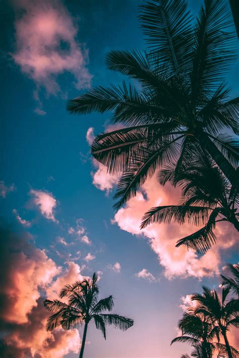 Top 999+ Palm Tree Sunset Wallpaper Full HD, 4K Free to Use