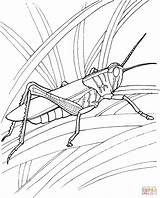 Coloriage Coloriages Locust Designlooter Coloringhome Sketch Coloring Page sketch template