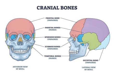 66 Diagram Sphenoid Bone Images, Stock Photos, 3D objects, & Vectors ...